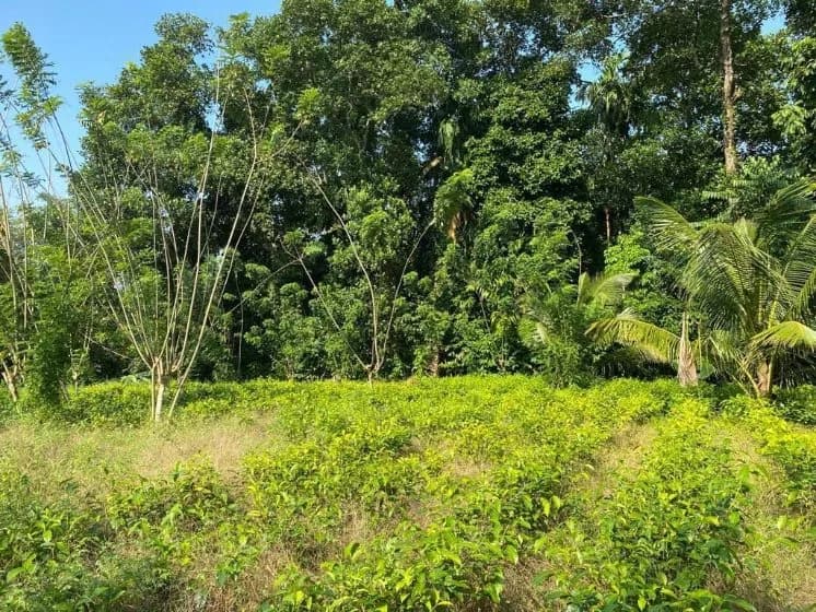 Land for Sale - Hokandara